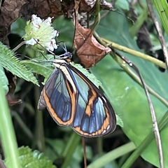 Ithomia agnosia pellucida
