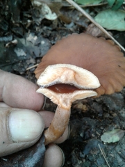 Lactarius serifluus