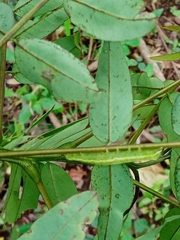 Lepidoptera