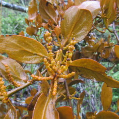 Dendrophthora avenia