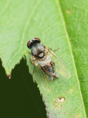 Lindneromyia flavicornis