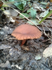 Lactarius serifluus