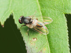 Lindneromyia flavicornis