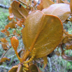 Dendrophthora avenia