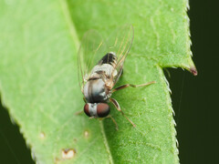 Lindneromyia flavicornis