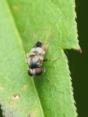 Lindneromyia flavicornis