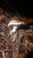 Hygrophorus flavodiscus