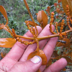 Dendrophthora avenia