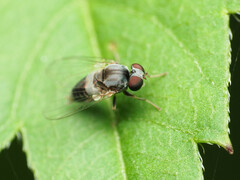 Lindneromyia flavicornis