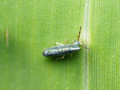 Lepidocyrtus paradoxus