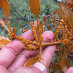 Dendrophthora avenia