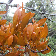 Dendrophthora avenia