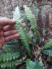 Blechnum membranaceum