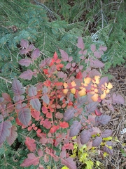 Koelreuteria paniculata