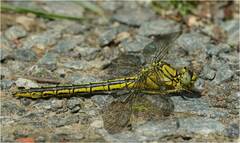 Gomphus pulchellus