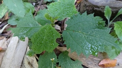 Urtica thunbergiana