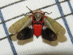 Fulgoridae
