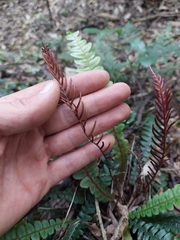 Blechnum membranaceum
