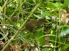 Dendrogale murina