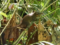 Dendrogale murina