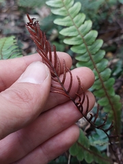 Blechnum membranaceum