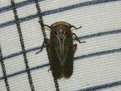 Fulgoridae