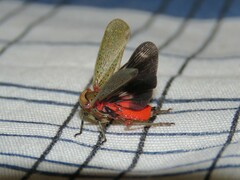 Fulgoridae