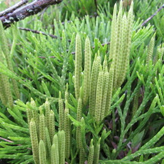 Diphasiastrum thyoides