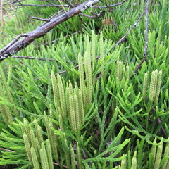 Diphasiastrum thyoides