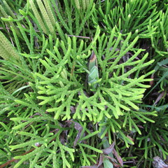 Diphasiastrum thyoides