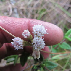 Chromolaena bullata