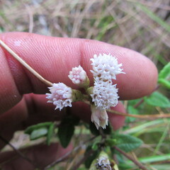 Chromolaena bullata