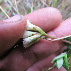 Chromolaena bullata