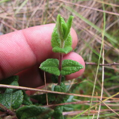 Chromolaena bullata