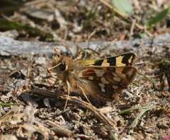 Carterocephalus argyrostigma