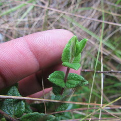 Chromolaena bullata