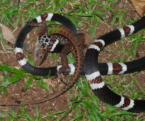 Amazon Banded Snake, Rhinobothryum lentiginosum