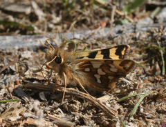 Carterocephalus argyrostigma