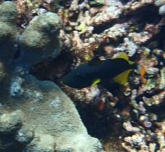 Cantherhines dumerilii