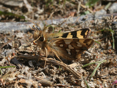 Carterocephalus argyrostigma