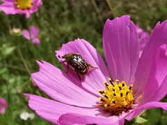 Euphoria subtomentosa