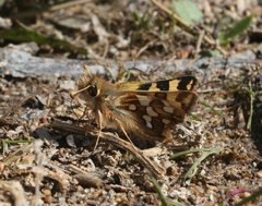 Carterocephalus argyrostigma