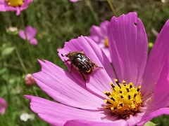 Euphoria subtomentosa