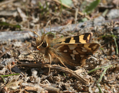 Carterocephalus argyrostigma