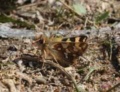 Carterocephalus argyrostigma