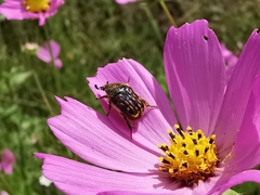 Euphoria subtomentosa