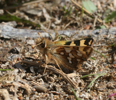 Carterocephalus argyrostigma