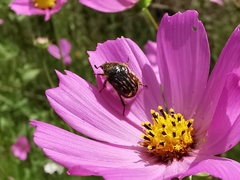 Euphoria subtomentosa