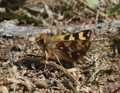 Carterocephalus argyrostigma