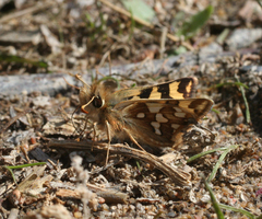 Carterocephalus argyrostigma